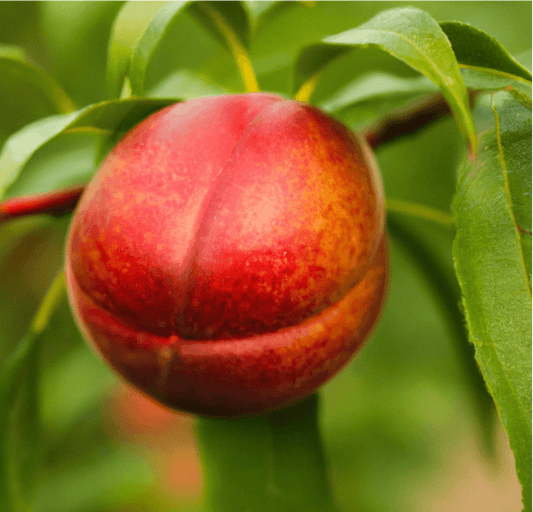 Panamint Nectarine Tree (Potted)