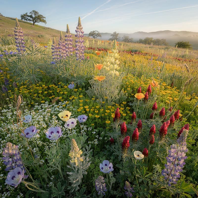 Peaceful Valley Almond Pollinator Mix (lb) PV Drop Ship