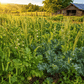 Peaceful Valley Cover Crop Grazer for grazing and soil cover