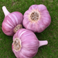 Organic Persian Star Garlic Grow Organic