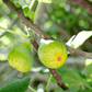 Peter's Honey Fig Tree - Grow Organic