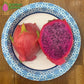 Physical Graffiti 1-S Wallace Ranch Dragon Fruit