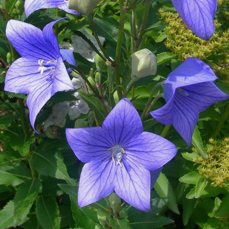 Balloonflower Seeds (Organic) Strictly Medicinal