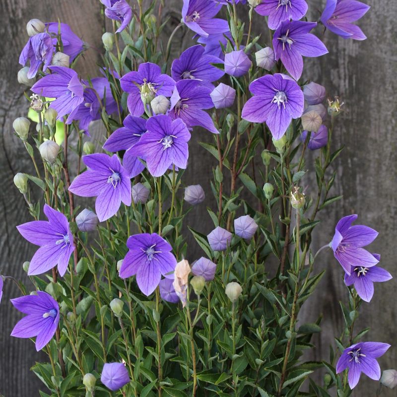 Balloonflower Seeds (Organic) Strictly Medicinal