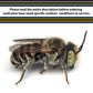 Summer Leaf Bees - (200ct) Free FedEx 2-Day Mail DEPRECATED CrownBees
