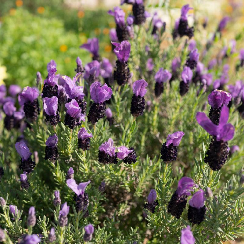 organic lavender plant Organic Provence Lavender (1 Gallon)