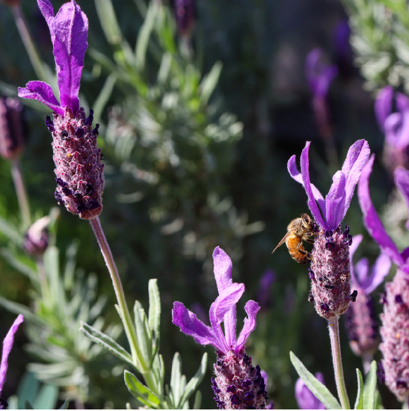 Organic Provence Lavender (1 Gallon)