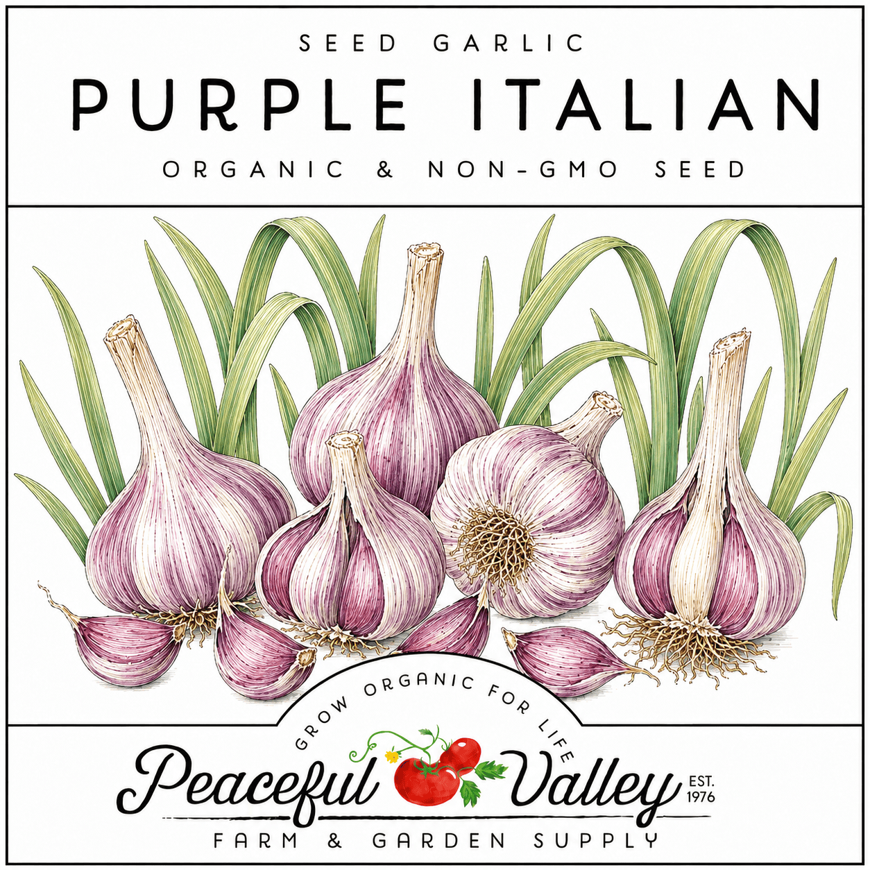 Peaceful Valley Garlic Stickers Purple Italian Grow Organic