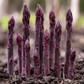 Asparagus Purple Passion Crowns (Bundle of 10) Grow Organic