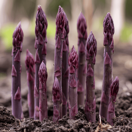 Asparagus Purple Passion Crowns (Bundle of 10) Grow Organic