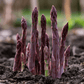 Asparagus Purple Passion Crowns (Bundle of 10) Grow Organic