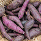 Purple Profusion Sweet Potato Slips