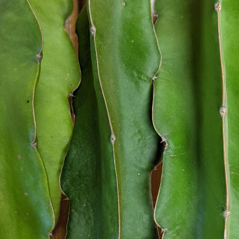 Physical Graffiti 1-S Dragon Fruit plant cuttings