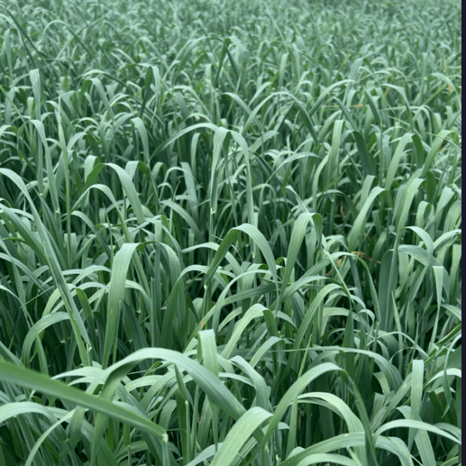 Raven Black Oats Grow Organic