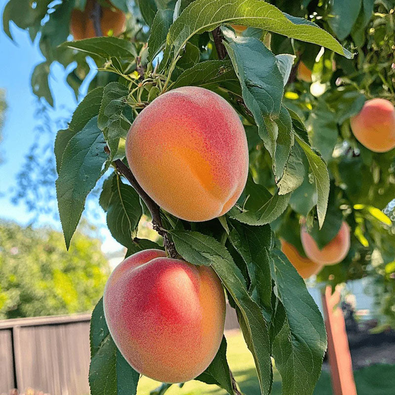 Red Baron Peach Tree Grow Organic