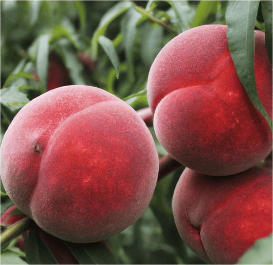 Red Globe Peach Tree (Potted) Grow Organic