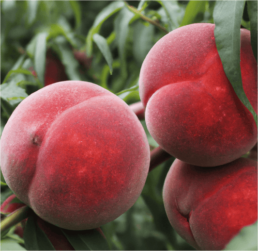 Red Globe Peach Tree (Potted)