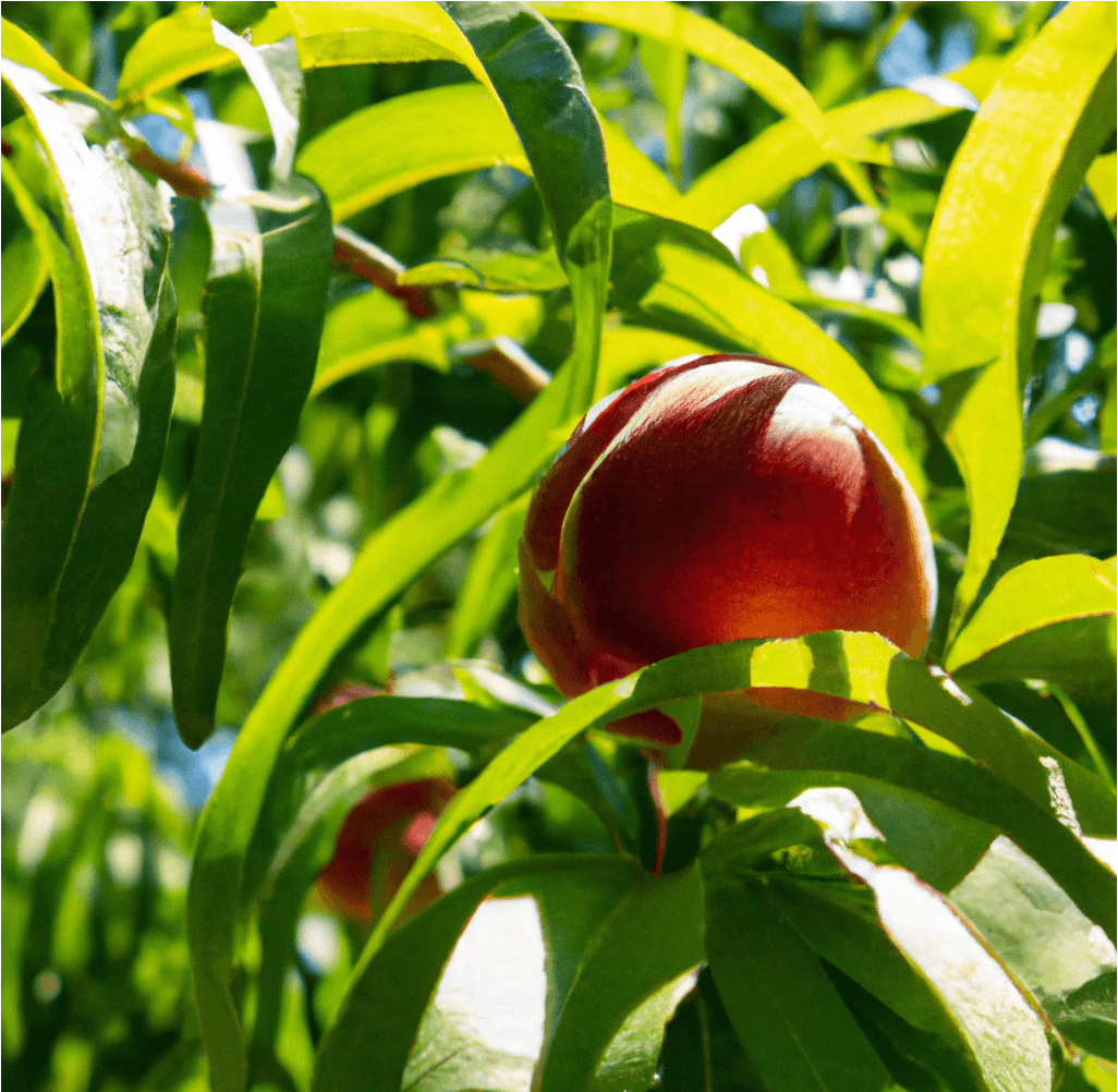 Red Gold Nectarine Tree (Potted)