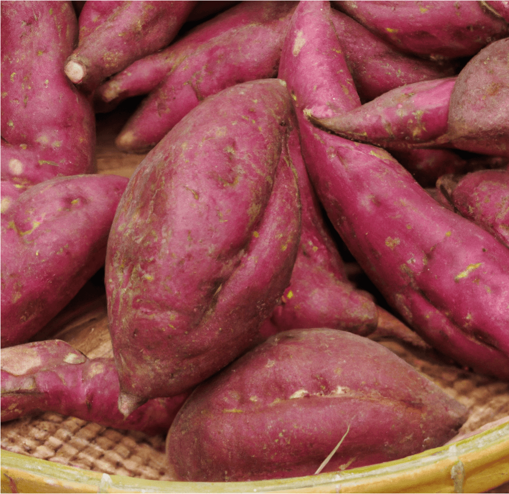 Red Japanese Sweet Potato Slips