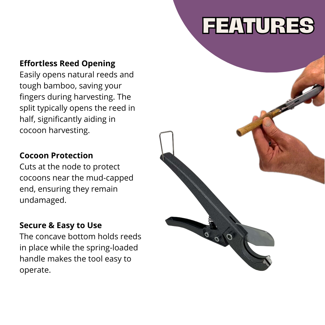 Reed Splitter CrownBees