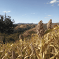 Grain Sorghum / Milo Grow Organic