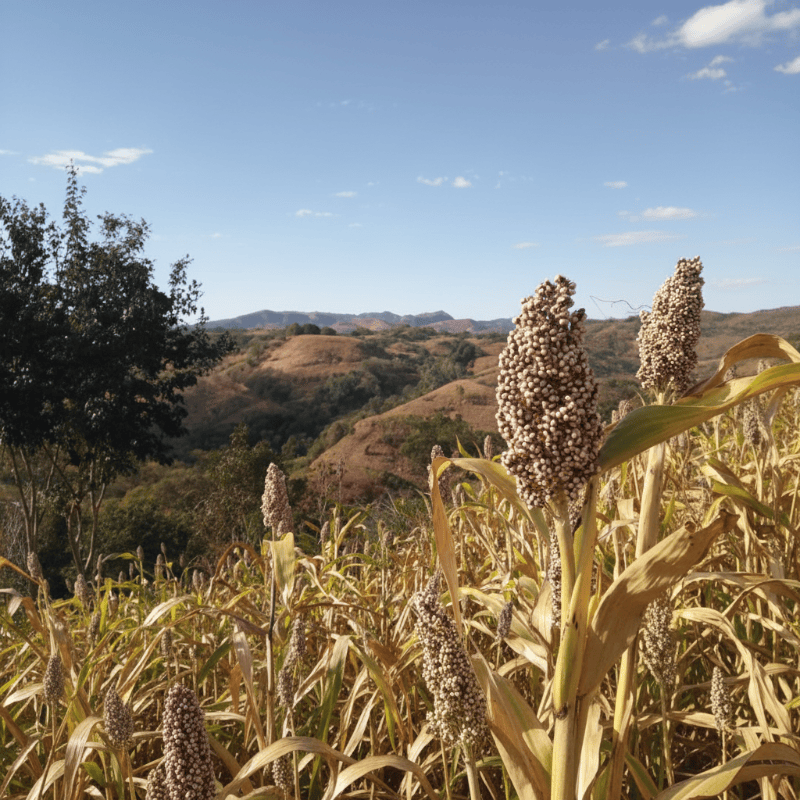 Grain Sorghum / Milo Grow Organic
