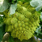 Romanesco Broccoli (Organic) - Grow Organic