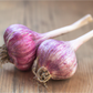 Organic Garlic, Russian Red (lb) Grow Organic