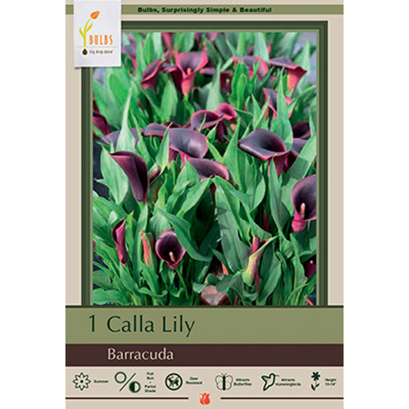 Barracuda Calla Lily Bulbs (Pack of 1)