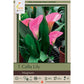 Magnum Calla Lily Bulbs (Pack of 1) - Grow Organic
