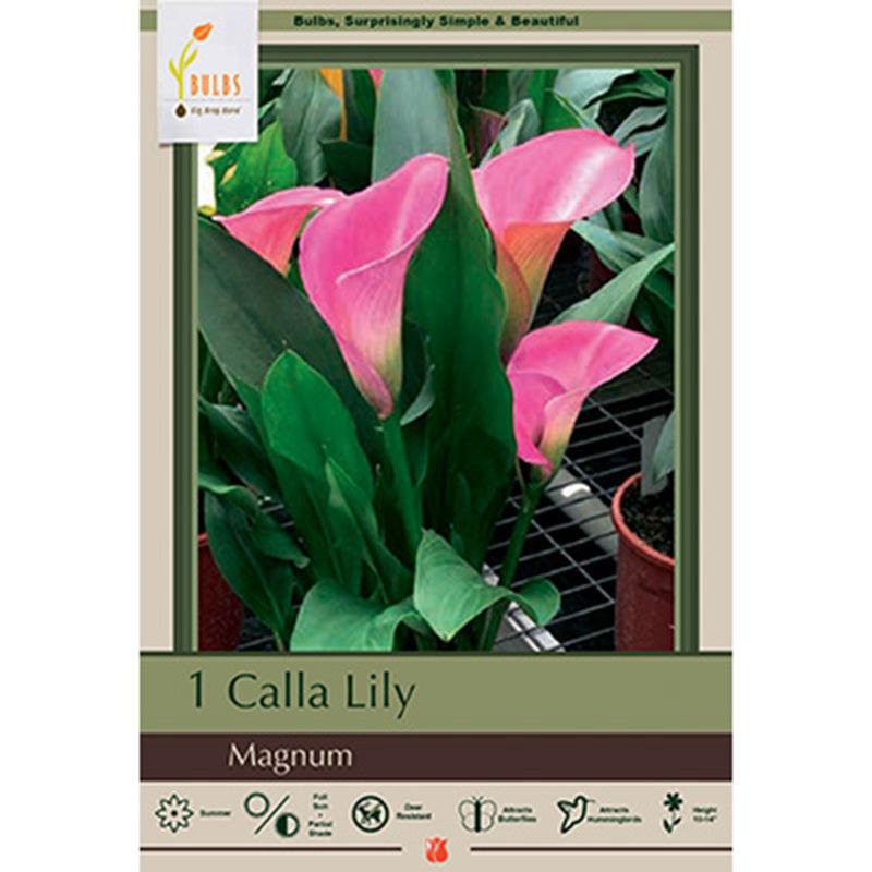 Magnum Calla Lily Bulbs (Pack of 1) - Grow Organic