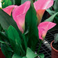 Magnum Calla Lily Bulbs (Pack of 1)