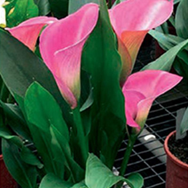 Magnum Calla Lily Bulbs (Pack of 1) - Grow Organic