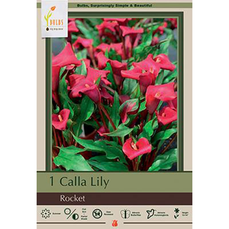 Rocket Calla Lily Bulbs (Pack of 1)