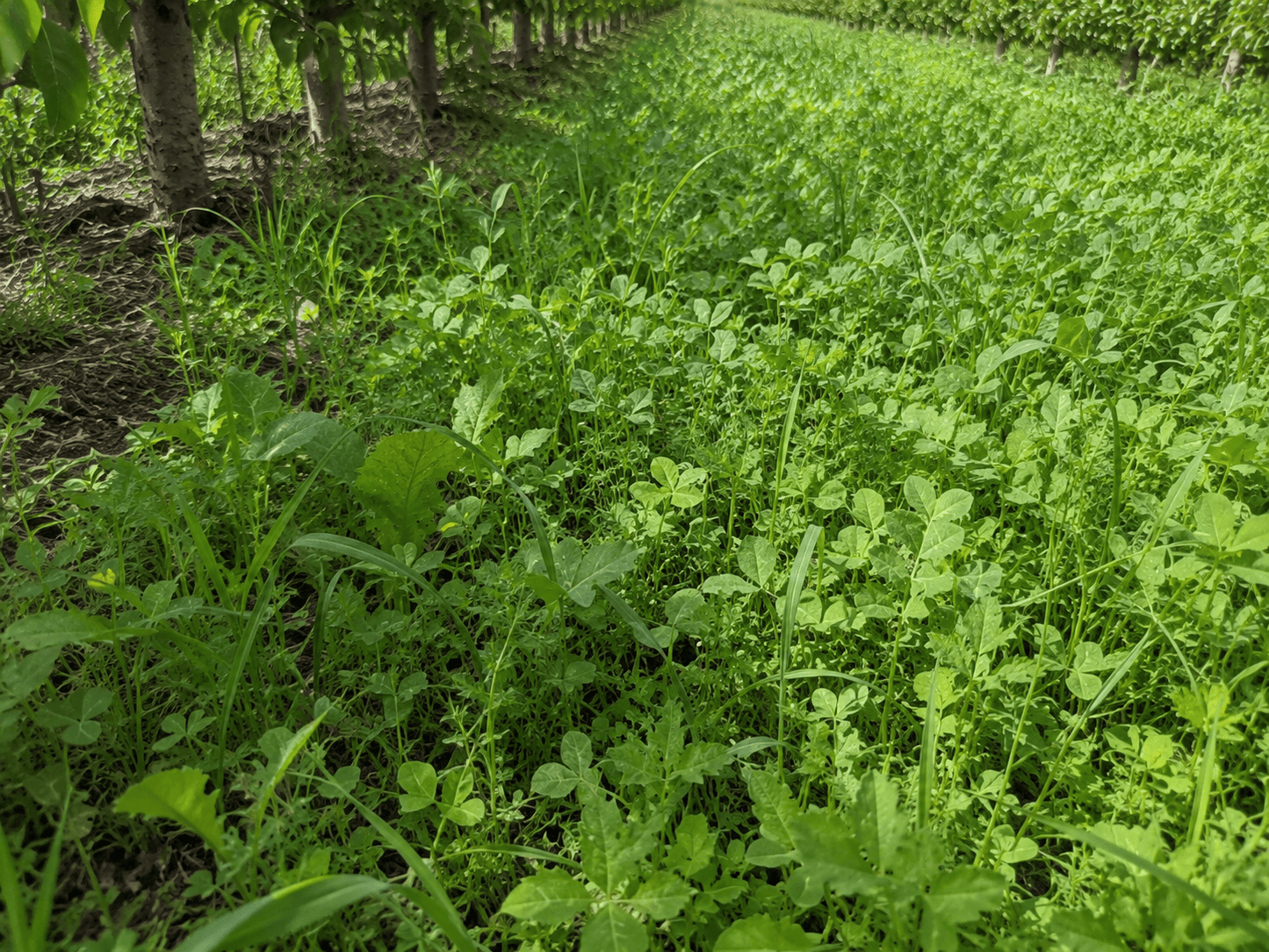 Peaceful Valley Orchard Cover Crop Mix LB Grow Organic