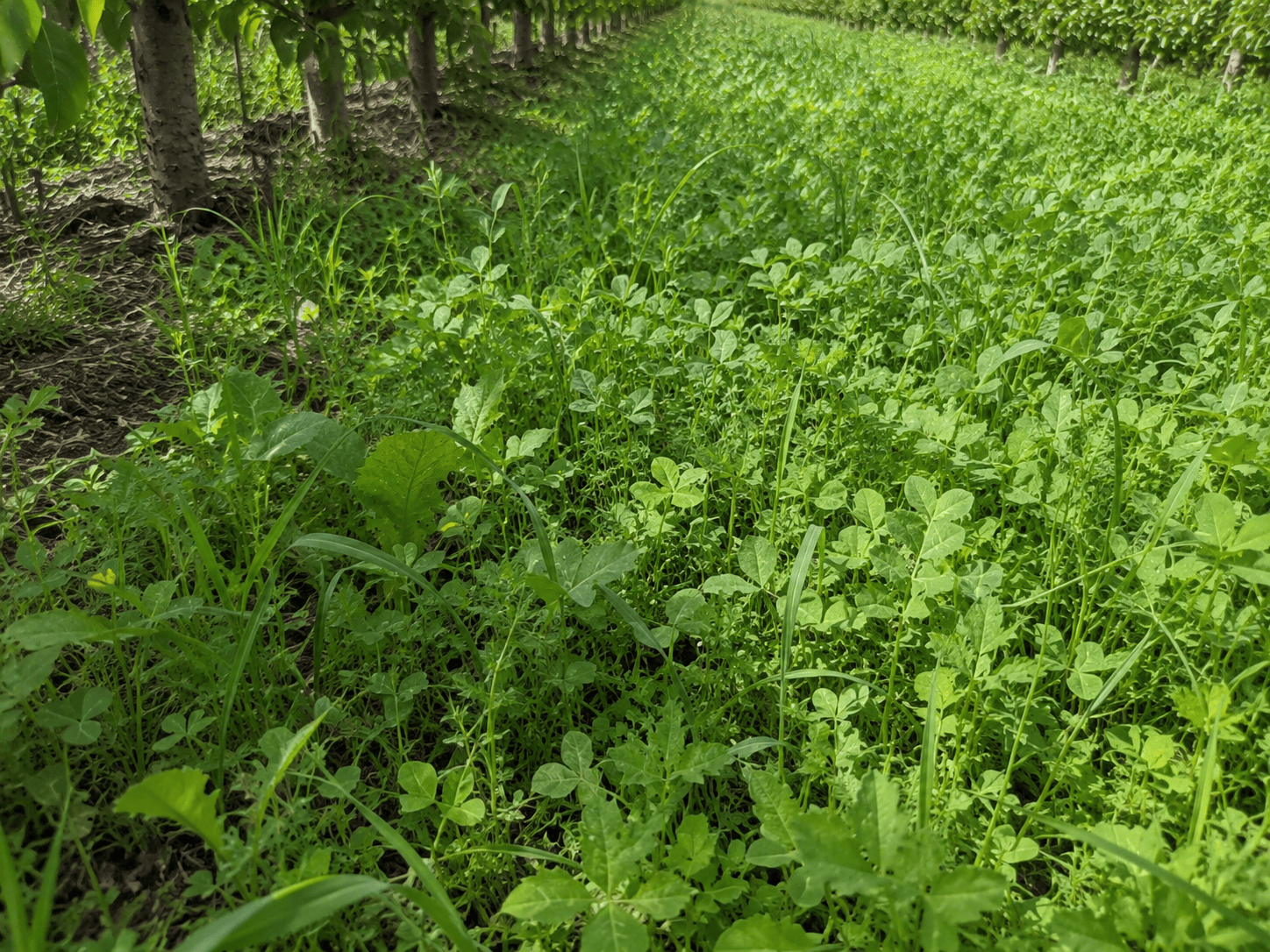Peaceful Valley Orchard Cover Crop Mix LB Grow Organic