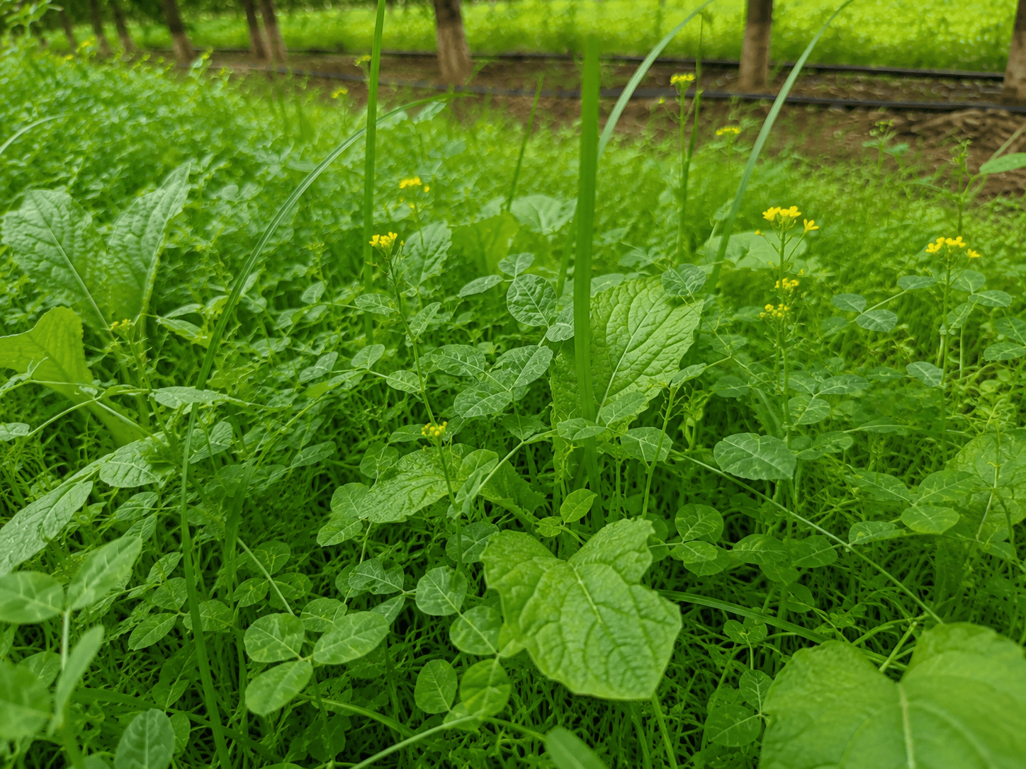 Peaceful Valley Orchard Cover Crop Mix LB Grow Organic