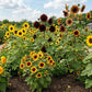 Peaceful Valley Sunflower Mix Grow Organic