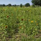 Peaceful Valley Sunflower Mix - Raw Seed (lb) PV Drop Ship