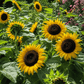 Black Oil Sunflower Grow Organic