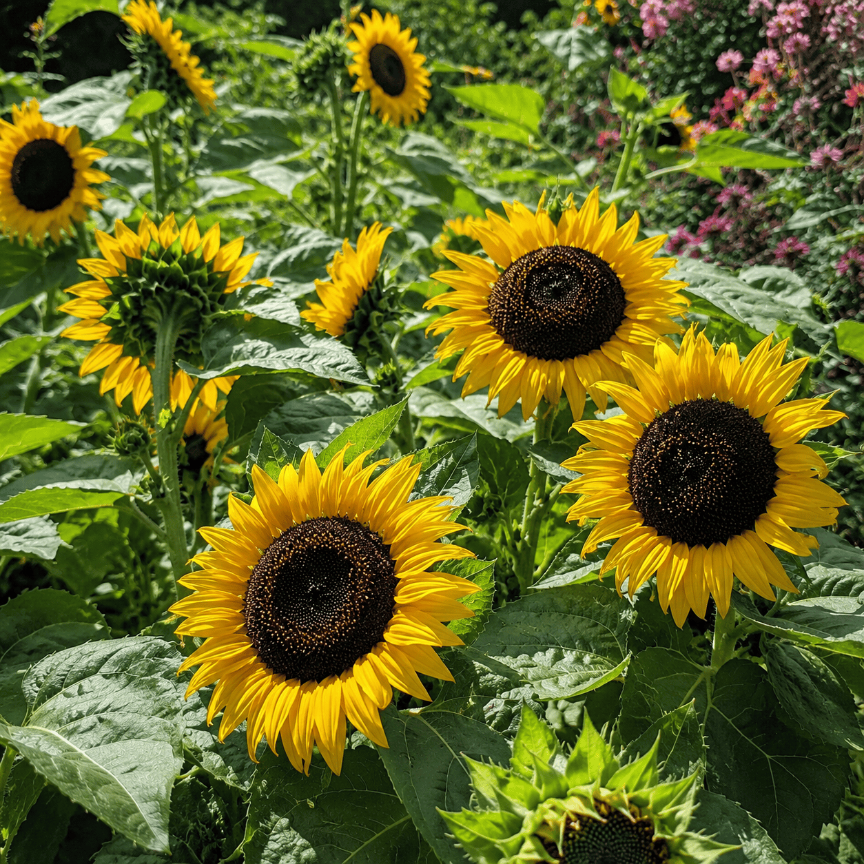 Black Oil Sunflower Grow Organic