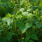 Mung Beans Grow Organic
