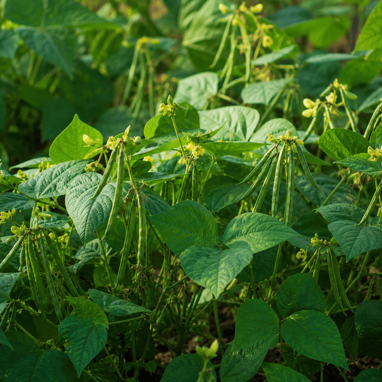 Mung Beans Grow Organic