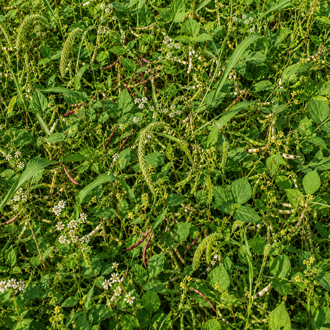 Peaceful Valley Summer Soil & Wildlife Mix - Raw Seed Grow Organic