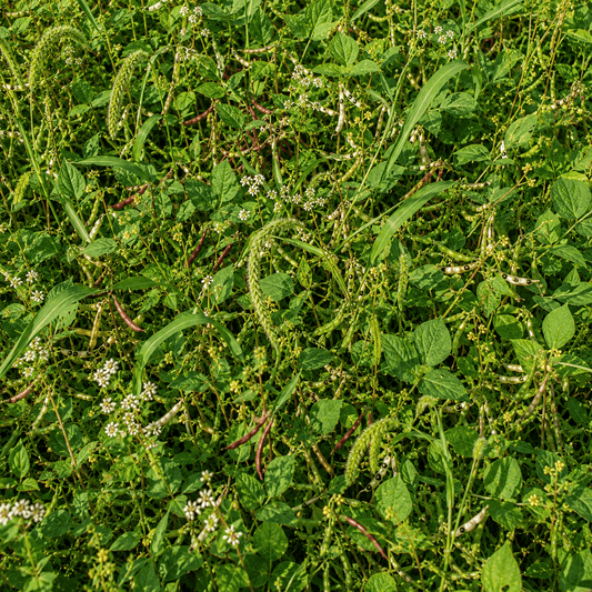 Peaceful Valley Summer Soil & Wildlife Mix - Raw Seed Grow Organic