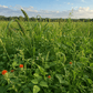 Peaceful Valley Warm Season Biomass Mix Grow Organic