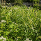 Peaceful Valley Warm Season Early Maturing Mix Grow Organic