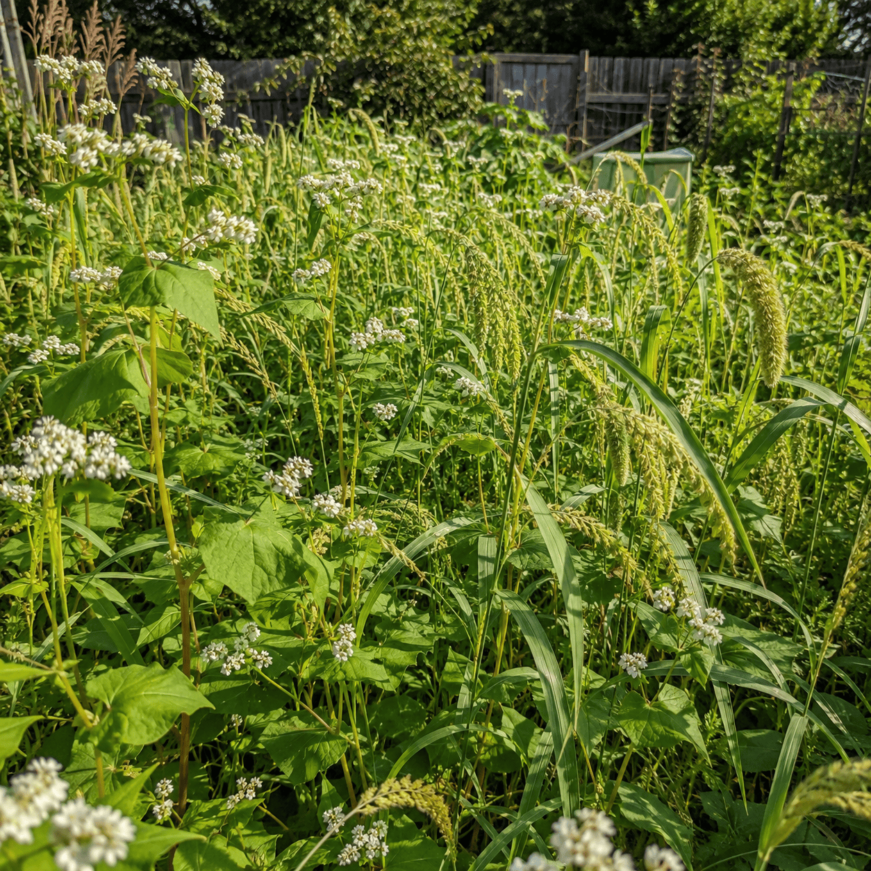 Peaceful Valley Warm Season Early Maturing Mix Grow Organic