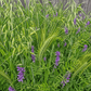 Peaceful Valley Dryland Hay Mix seed for cool-season forage