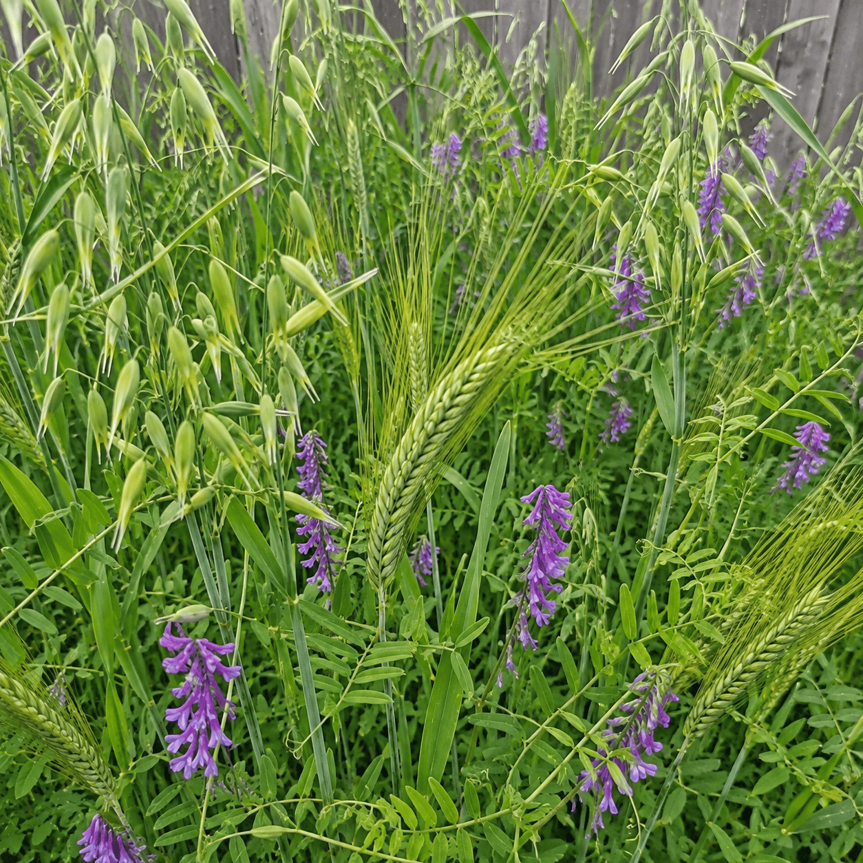 Peaceful Valley Dryland Hay Mix seed for cool-season forage